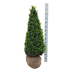 Buxus sempervirens