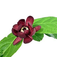 Calycanthus floridus 'Aphrodite'