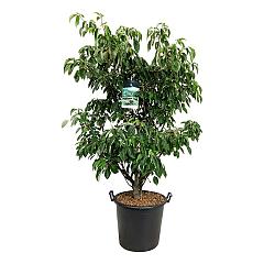 Cornus controversa 'Pagoda'