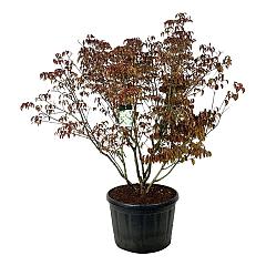 Cornus kousa 'Milky Way'