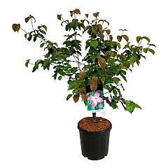 Cornus kousa 'Satomi'