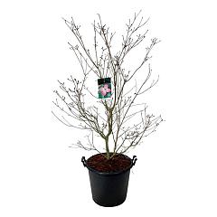 Cornus kousa 'Satomi'