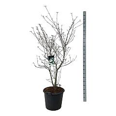 Cornus kousa 'Wieting's Select'