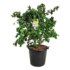 Corylus a. 'Contorta'