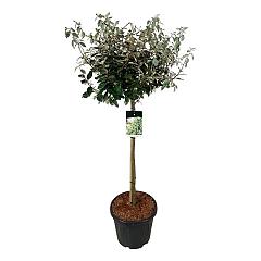 Elaeagnus ebb. 'Compacta'