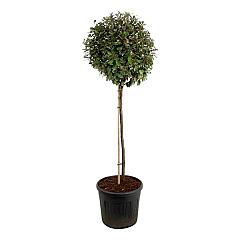 Elaeagnus ebb. 'Compacta'