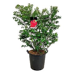 Euonymus alat. 'Compactus'