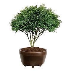 Euonymus alat. 'Compactus'