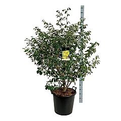 Hamamelis int. 'Arnold Promise'