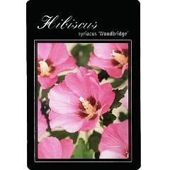 Hibiscus syr. 'Woodbridge'