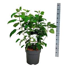 Hydrangea a. 'Strong Annabelle'