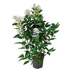 Hydrangea pan. 'Wim's Red'