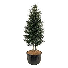 Ilex aquipernyi Dragon Lady