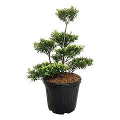 Ilex crenata 'Blondie'