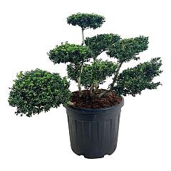 Ilex crenata 'Convexa'