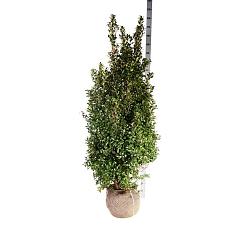 Ilex meserv. 'Heckenfee'