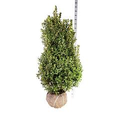 Ilex meserv. 'Heckenstar'