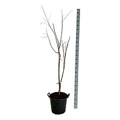 Koelreuteria paniculata