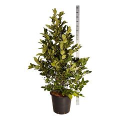 Magnolia loebneri 'Wildcat'