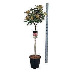 Photinia serr. 'Pink Crispy'®