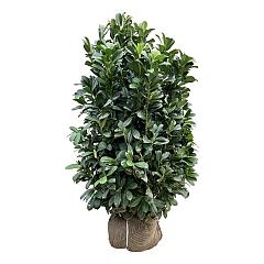 Prunus l. 'Bonaparte'