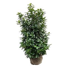 Prunus l. 'Kleopatra'