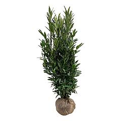 Prunus l. Renault Ace