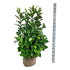 Prunus l. 'Rotundifolia'