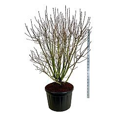 Syringa v. 'And. an Ludwig Späth'