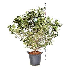 Viburnum carlcephalum