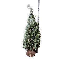 Chamaecyparis l. 'Columnaris'