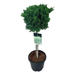 Chamaecyparis o. 'Nana Gracilis'