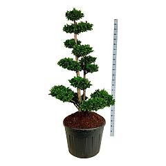 Chamaecyparis o. 'Teddy Bear'