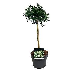 Cryptomeria j. 'Little Champion'