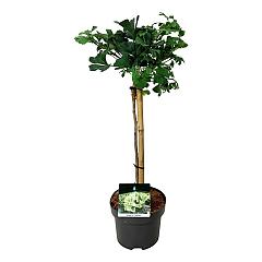 Ginkgo biloba 'Mariken'
