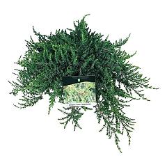 Juniperus comm. 'Greenmantle'