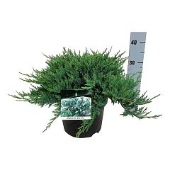 Juniperus hor. 'Blue Chip'