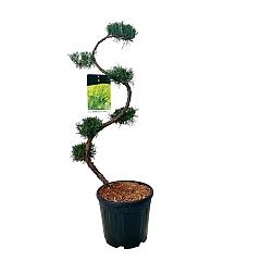 Juniperus pf. 'Mint Julep'