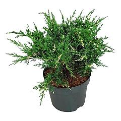 Juniperus pf. 'White Splash'