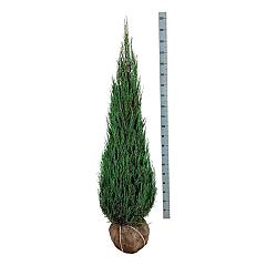 Juniperus scop. 'Blue Arrow'