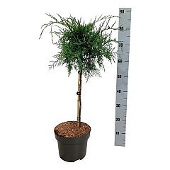 Juniperus virg. 'Grey Owl'