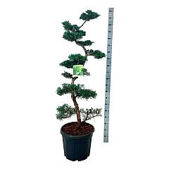 Juniperus virg. 'Grey Owl'