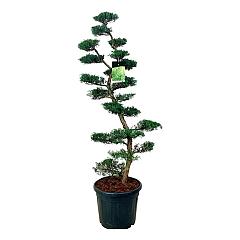 Juniperus virg. 'Grey Owl'
