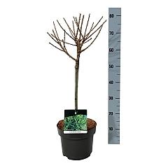 Larix decidua 'Kornik'