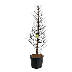 Metasequoia gl. 'Amber Glow'