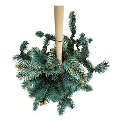 Picea pungens 'Bialobok'