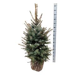 Picea pungens 'Edith'