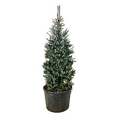 Picea pungens 'Erich Frahm'