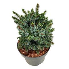 Picea sitchensis 'Midget'