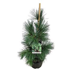 Pinus flexilis 'Vanderwolf's Pyramid'